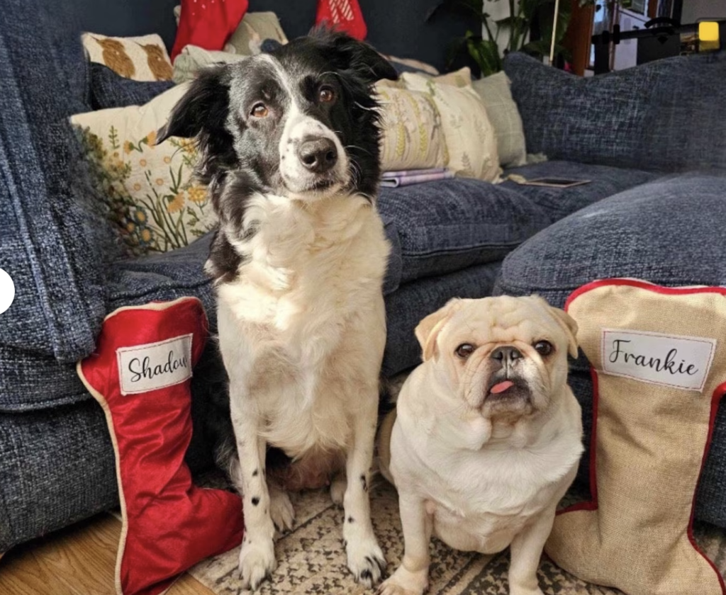 dog stocking, christmas gifts for dogs