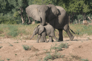 Travelling to Zimbabwe