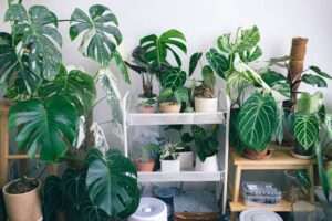 Indoor Spaces with Vertical Gardens