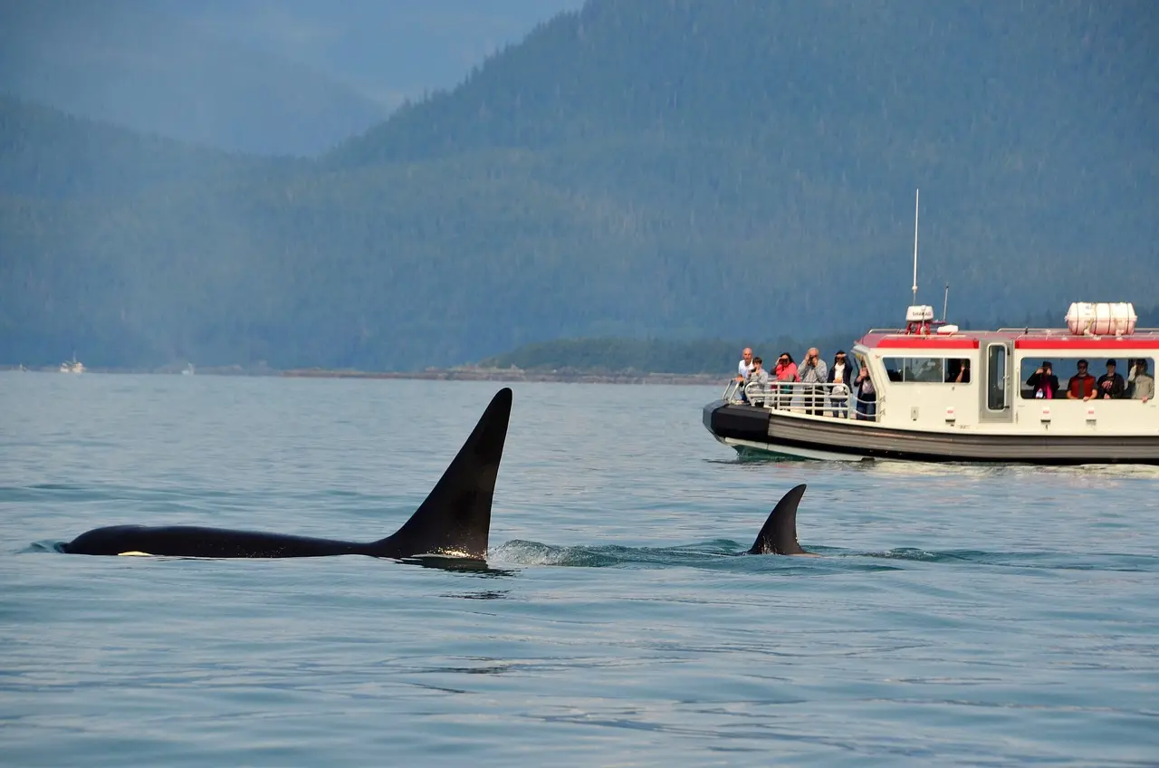 Whale Watching Holidays