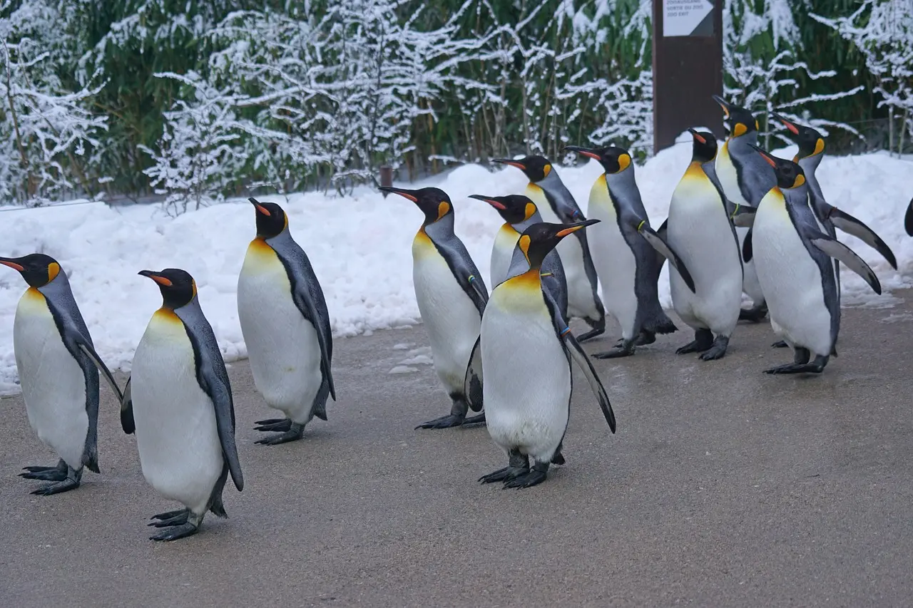 Experiences to Have in Antarctica