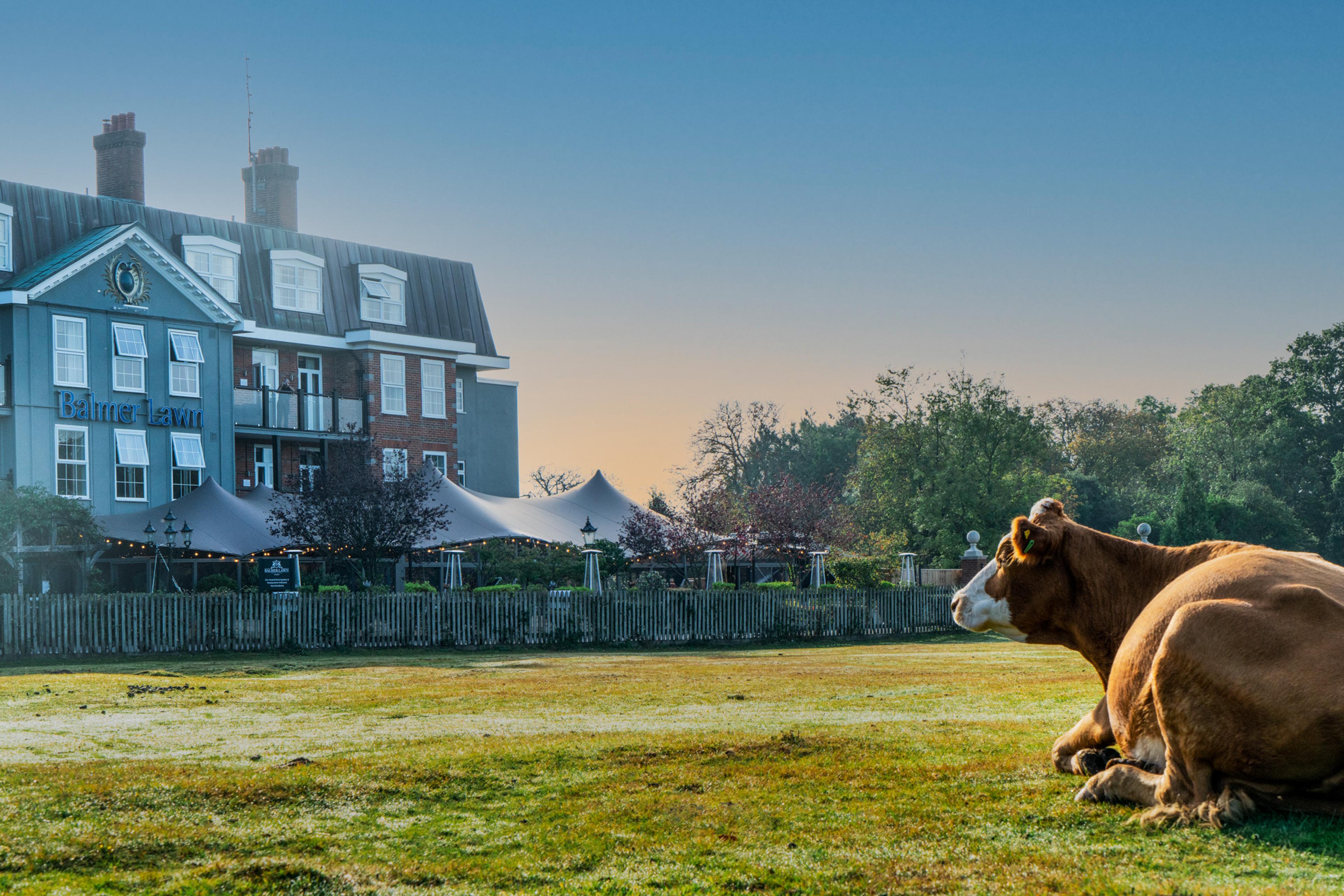 Balmer Lawn hotel in the New Forest, Hampshire
